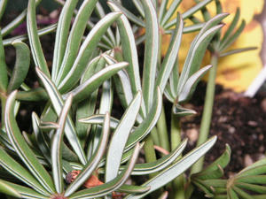 PICT0641.JPG