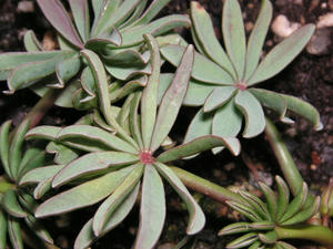 PICT0642.JPG