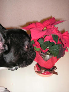 PICT0678.JPG