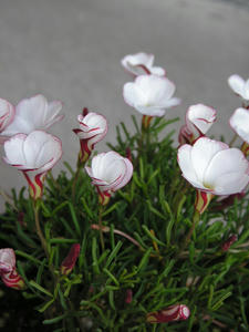 PICT0703.JPG