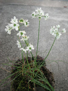 PICT0028a.JPG
