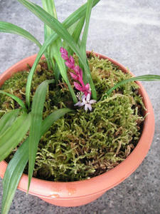 PICT0033a.JPG