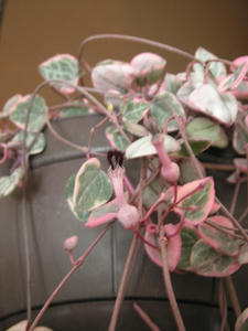 PICT0123.JPG