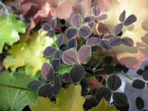 PICT0152.JPG