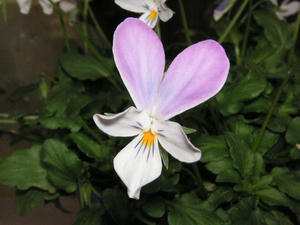 PICT0162.JPG