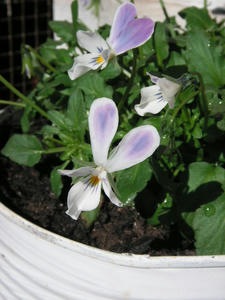 PICT0171.JPG