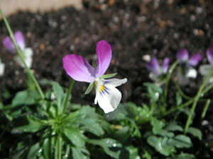 PICT0164.JPG