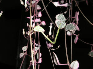PICT0173.JPG