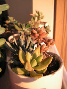 PICT0213.JPG