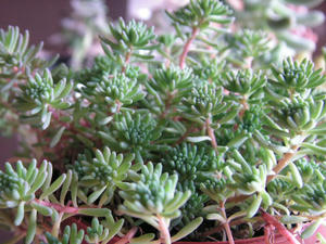 PICT0236.JPG