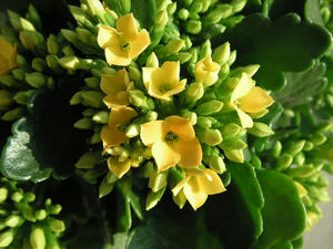 PICT0271.JPG