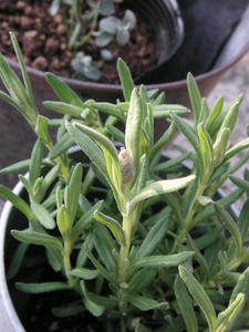PICT0280.JPG