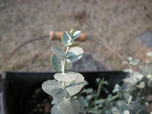 PICT0285.JPG