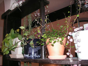 PICT0289.JPG