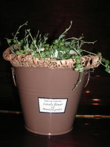 PICT0335.JPG