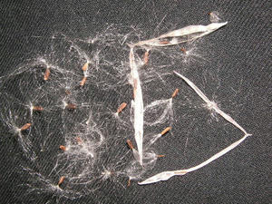 PICT0370.JPG