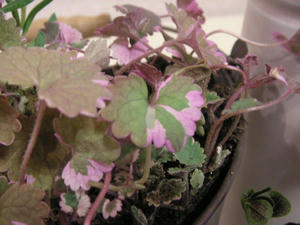 PICT0401.JPG