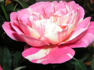 PICT0450.JPG