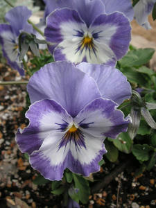 PICT0459.JPG