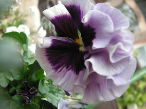 PICT0461.JPG