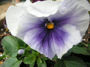 PICT0462.JPG