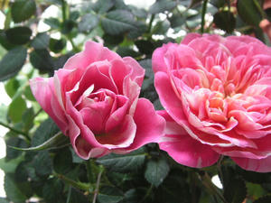 PICT0481.JPG