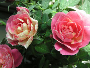 PICT0482.JPG