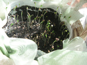 PICT0480.JPG