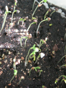 PICT0483.JPG