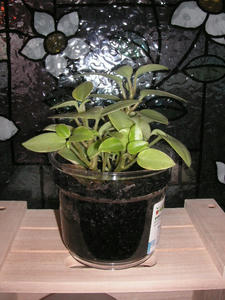 PICT0513.JPG