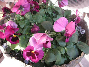 PICT0523.JPG