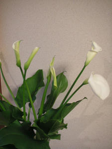 PICT0528.JPG