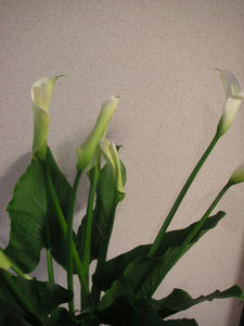 PICT0529.JPG
