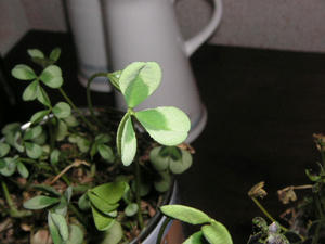 PICT0536.JPG