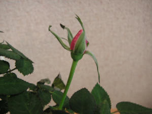 PICT0561.JPG