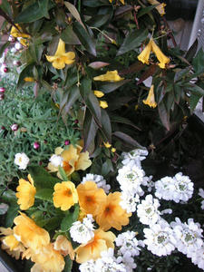 PICT0588.JPG