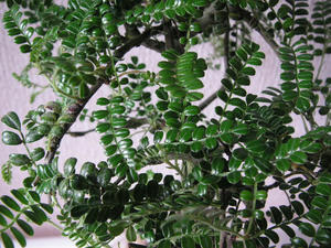 PICT0637.JPG