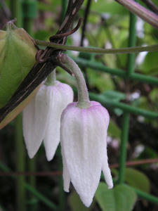 PICT0643.JPG