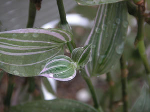 PICT0662.JPG