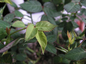 PICT0663.JPG
