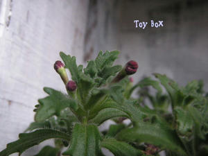 2009415a.jpg