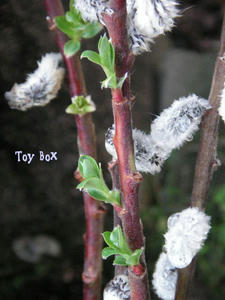 2009419a.jpg