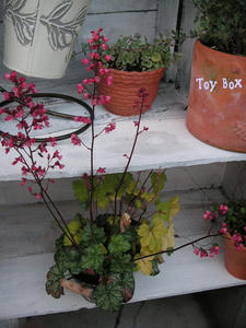 2009420c.jpg