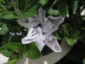 2009424d.jpg