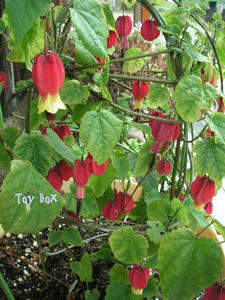 2009424c.jpg