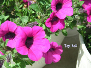 200959a.jpg