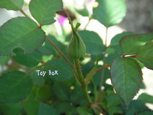 2009510a.jpg