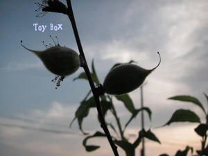 2009511.jpg
