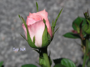 2009514f.jpg