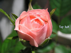 2009514g.jpg